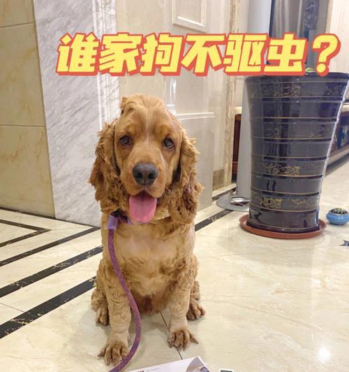 如何在家帮助你的宠物犬驱虫（宠物养护）