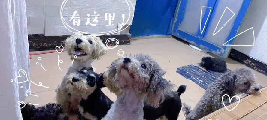 犬消化不良的原因及预防方法（从宠物的饮食、环境到药物，详细分析犬消化不良的种种隐患）