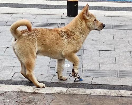 如何保护宠物狗狗的脚掌（从五个方面为您详细介绍）