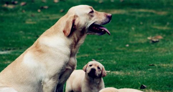 拉布拉多——最受欢迎的宠物犬（探究拉布拉多的历史和特点）