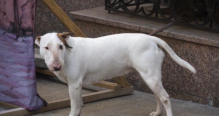 牛头梗犬到处拉尿的原因（宠物主人必须知道的原因及解决方法）