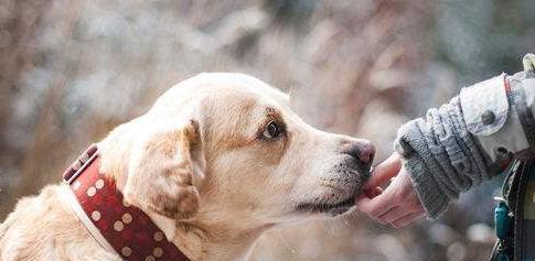 挪威猎犬的盐摄入量问题（如何合理控制宠物食物中的盐分）