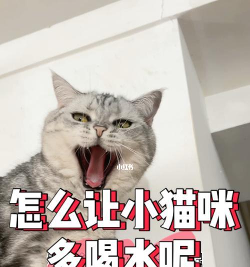 猫咪为何频繁喝水？（探究猫咪的饮水行为，发现病情隐患）