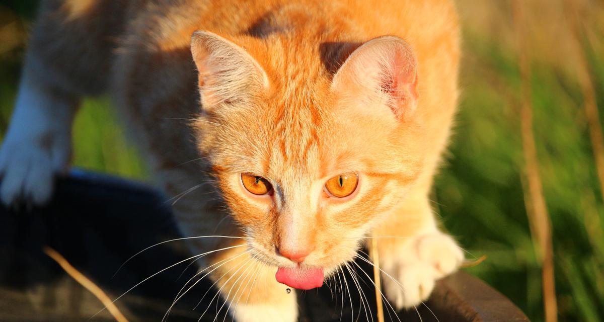 猫咪为何频繁喝水？（探究猫咪的饮水行为，发现病情隐患）