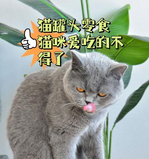 猫咪的零食是这样选择的！（了解猫咪的口味需求，让爱宠健康快乐）