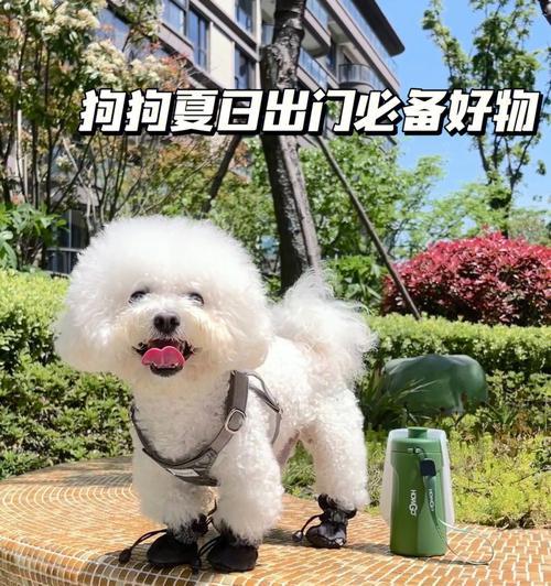 让爱犬多喝水，让它健康幸福（细说狗狗的饮水习惯及其重要性）