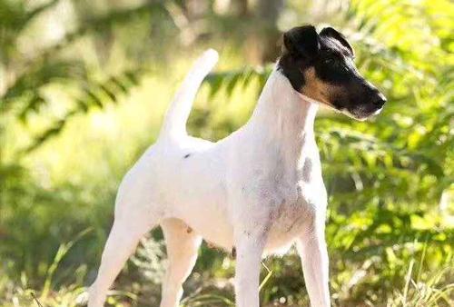 以平毛猎狐梗犬为主题的身体特征剖析（探秘宠物中的高贵犬种——以平毛猎狐梗犬）