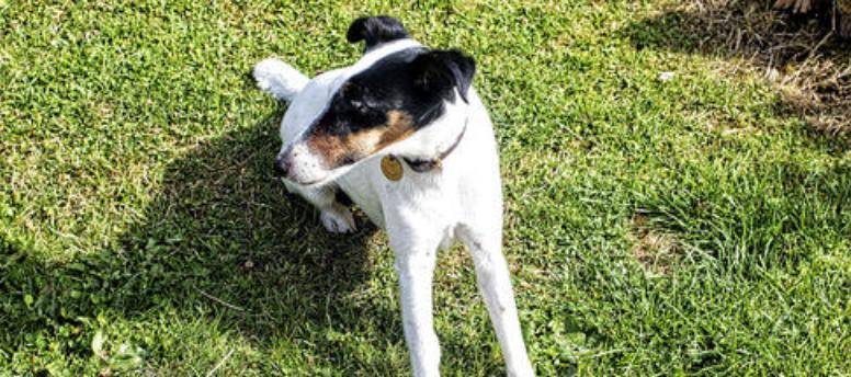 以平毛猎狐梗犬为主题的身体特征剖析（探秘宠物中的高贵犬种——以平毛猎狐梗犬）