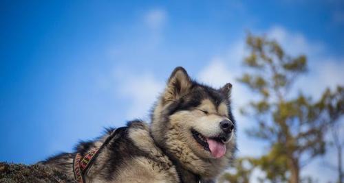 如何科学护理阿拉斯加犬（宠物主人必看！阿拉斯加犬养护指南）