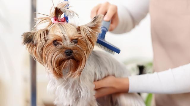 秋季犬类养护指南（小心秋季犬类疾病，从营养、运动、居住环境上保健）