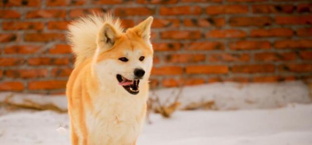 秋田犬吃多了怎么办？（宠物饮食安全指南，避免过度进食）