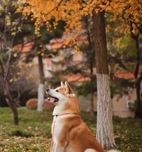 秋田犬——忠诚与力量的化身（了解秋田犬的性格与喂养特点，打造忠实而健康的宠物生活）