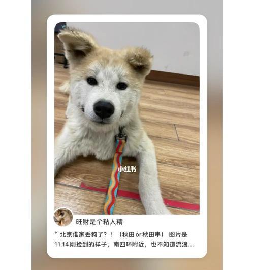 如何照顾新回家的秋田犬（全面指导你做好宠物秋田犬的饮食、训练、卫生等方面的工作）