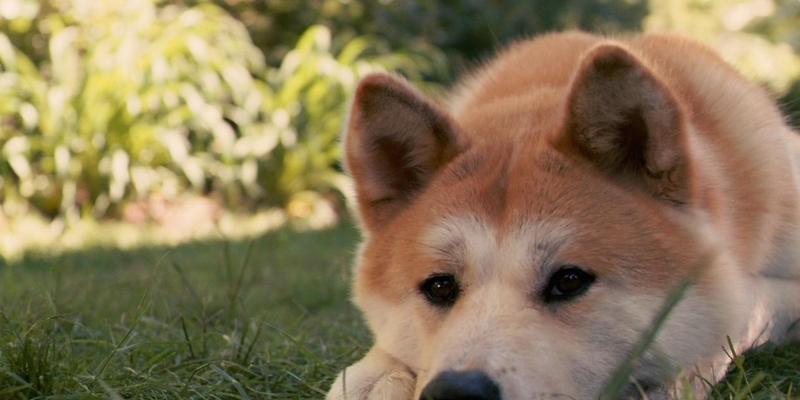 秋田犬和柴犬的区别（探究宠物中的两大日本犬种）