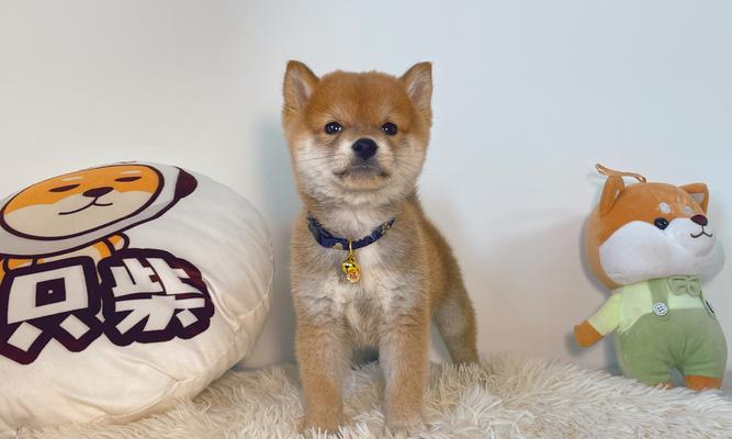 秋田犬和柴犬的区别（探究宠物中的两大日本犬种）