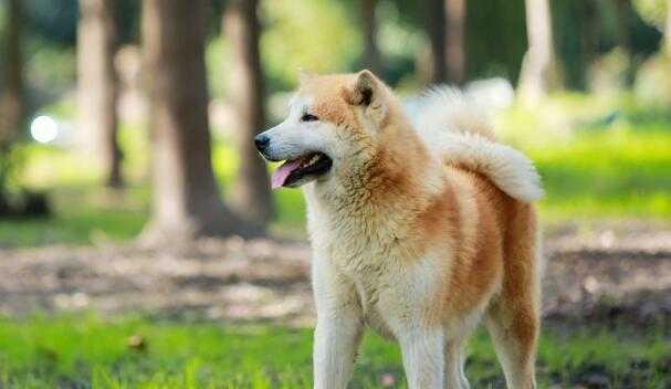 秋田犬缺钙的表现与预防