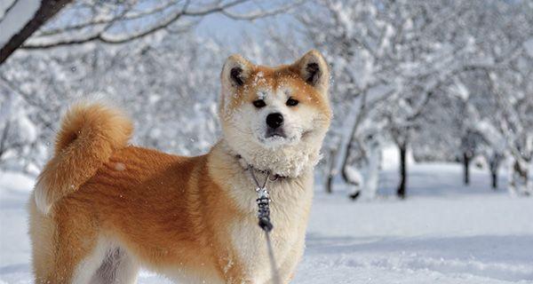 秋田犬衰老，如何看待？（了解秋田犬衰老的表现及应对之策）