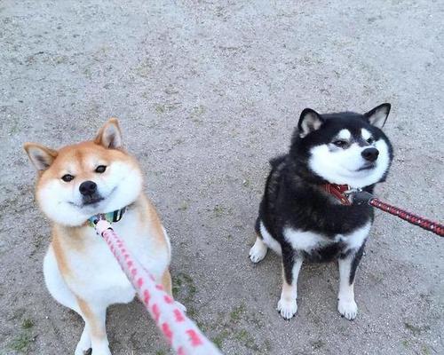 培养秋田犬的良好饮食习惯（宠物主人必读的护食小贴士）