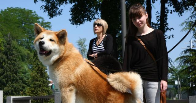 秋田犬癣菌病的防治方法（宠物秋田犬的健康福利）