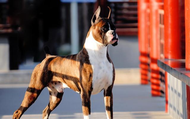 探究以拳师犬为什么会经常胃肠胀气（揭秘拳师犬腹胀的原因和预防措施）