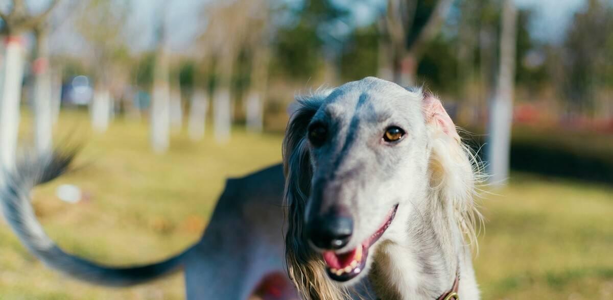 让你的灵缇犬毛色亮丽的15种方法（如何让你的爱犬拥有亮丽健康的毛色）