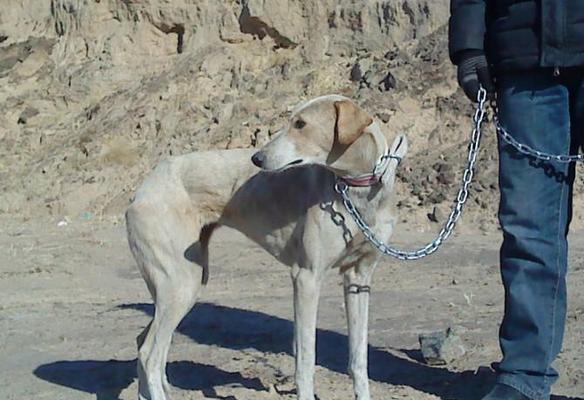 让你的灵缇犬毛色亮丽的15种方法（如何让你的爱犬拥有亮丽健康的毛色）