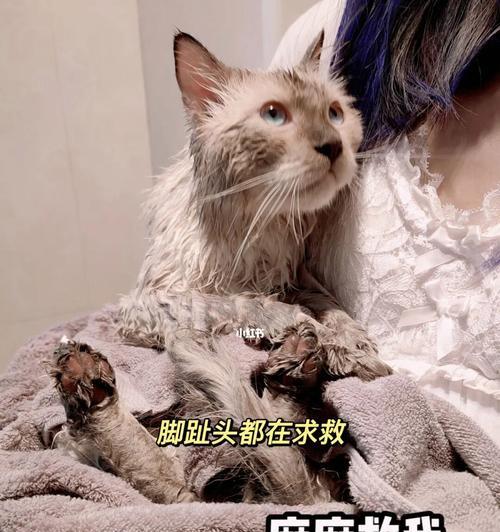 如何让宠物猫咪乖乖洗澡？（不难哟！简单几招让猫咪爱上洗澡）