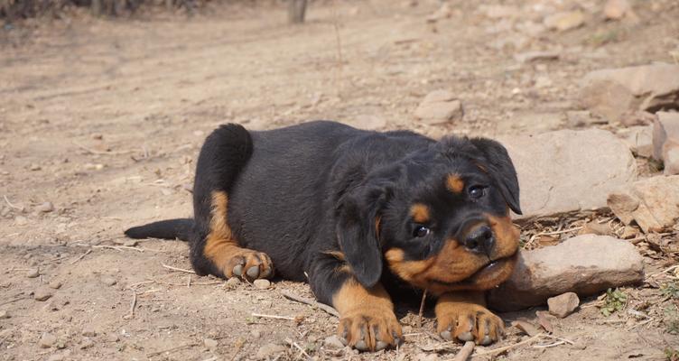 宠物爱好者必读的母犬孕期养护指南（宠物爱好者必读的母犬孕期养护指南）