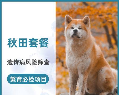 秋田犬主人必须知道的健康问题（秋田犬主人必须知道的健康问题）