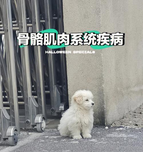 如何预防和治疗易患骨骼疾病的宠物犬