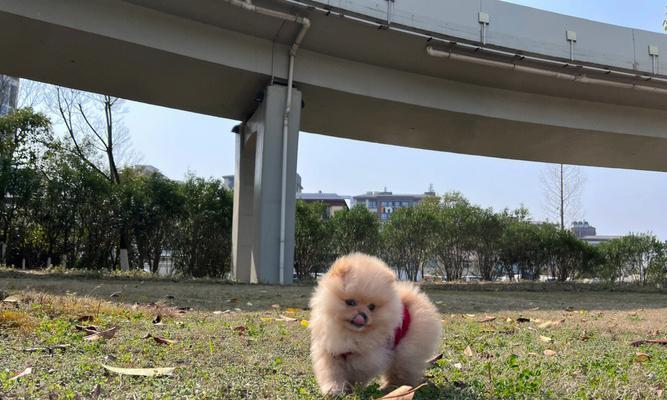 如何帮助博美犬健康成长——宠物主人必看的养护指南（实用的养护技巧和预防措施，助您的博美犬健康成长）