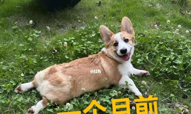 如何帮助你的爱犬有效减肥？（宠物健康不可忽视，关注肥胖问题从我做起）