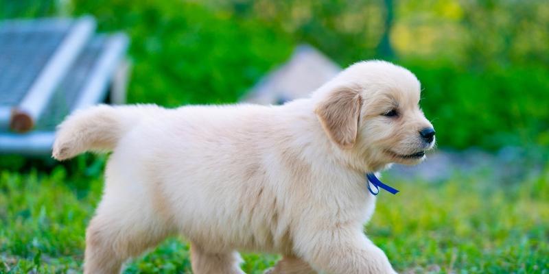 如何保护金毛犬的脚垫？（宠物爱好者必看，金毛犬脚垫护理全攻略！）