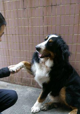 伯恩山犬如何避免食用垃圾？（宠物健康的重要性及预防措施）