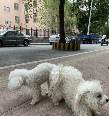 如何辨别比熊犬是否怀孕（宠物家长必看！教你轻松判断毛孩有无怀孕迹象）