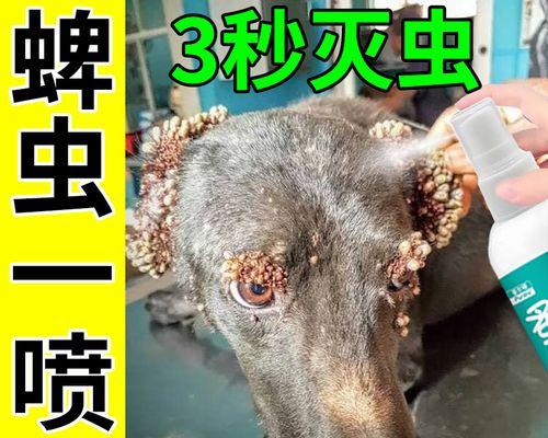 如何防止宠物犬身上的虱子？（减少宠物身上虱子的方法与常见误区）