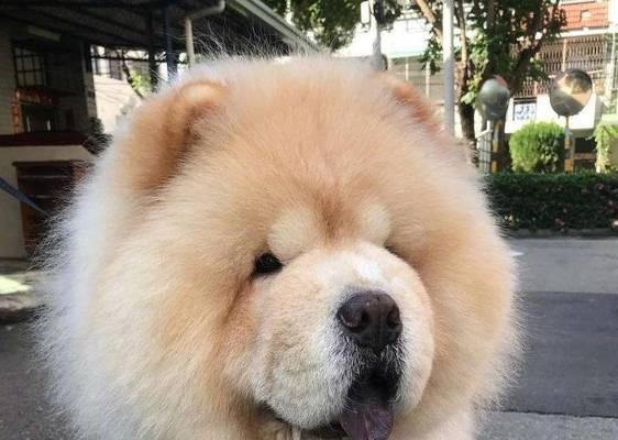 如何预防松狮犬口臭问题？（宠物主人必读！15个方法让你的松狮犬远离口臭）