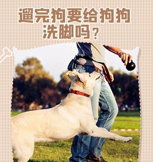 改掉秋田犬坏习惯的8个步骤（从宠物培训到生活细节，让你的秋田犬变成好宠物）