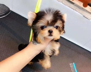 茶杯犬美容护理攻略（如何让你的宠物茶杯犬更加健康美丽？）