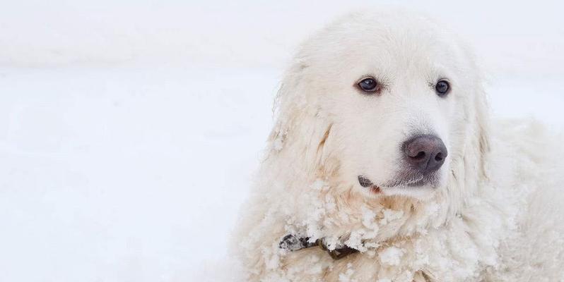 如何给大白熊犬点眼药水（宠物眼部疾病应对、点眼药水使用技巧）