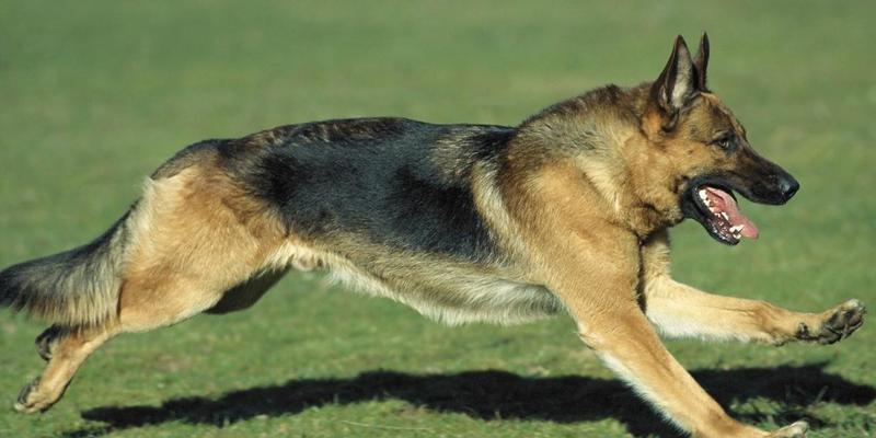 如何为德国牧羊犬做美容？（宠物也需要爱美，教你打造完美德国牧羊犬！）