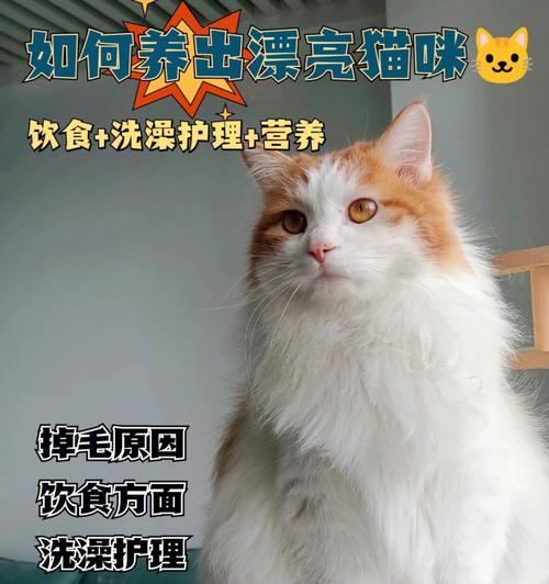 如何给长毛猫咪护理毛发（宠物爱好者必看，长毛猫咪的毛发保养技巧！）