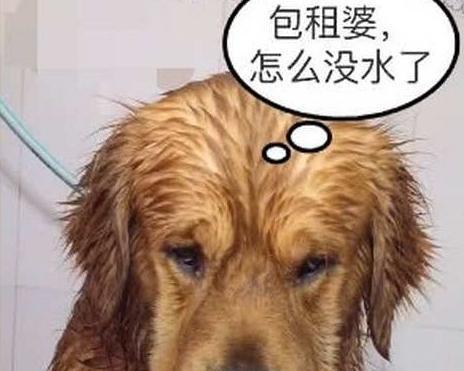 培养好习惯，让爱犬成为优秀宠物（培养好习惯，让爱犬成为优秀宠物）