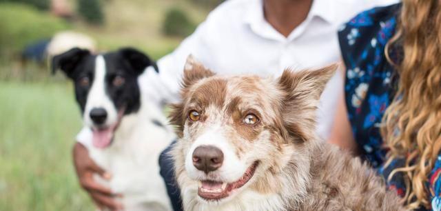 如何更健康地喂养你的爱犬（宠物养护必备，让狗狗健康成长）