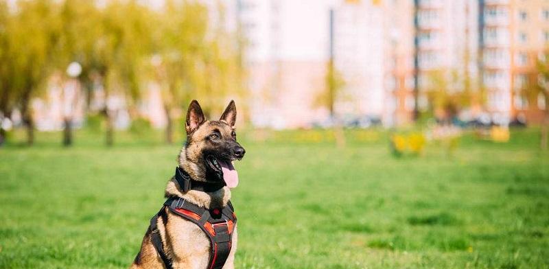 如何正确护理德国牧羊犬的指甲（从宠物健康出发，关注指甲护理细节）