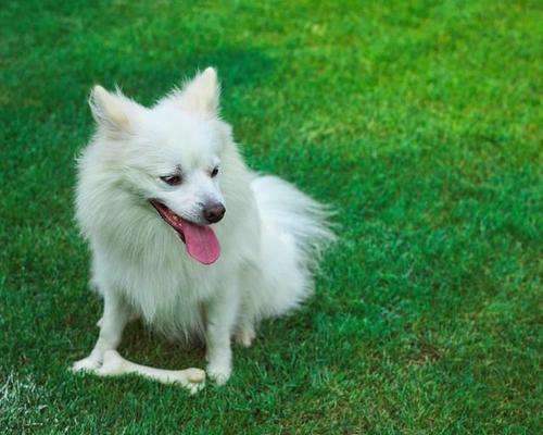 如何护理好银狐犬的毛发（以宠物为主，让你的狗狗拥有一头亮丽健康的毛发）