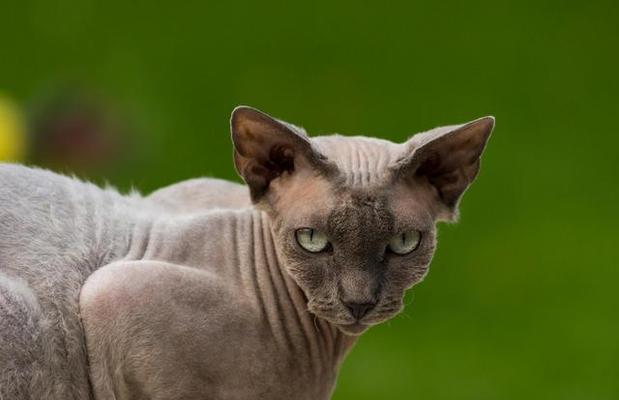 如何护理长毛猫咪的毛发（关注细节，让毛发更美丽）