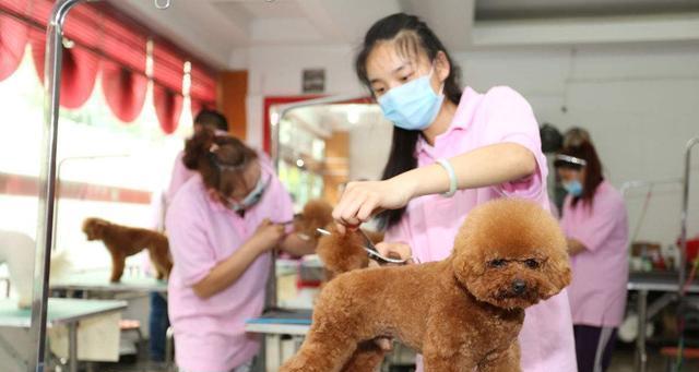 如何正确护理泰迪犬脚底卫生（宠物也需要足部护理，关注泰迪犬脚底健康）