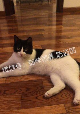 健康科学的宠物喂养方式（以猫狗为例，让宠物吃得健康又美味）