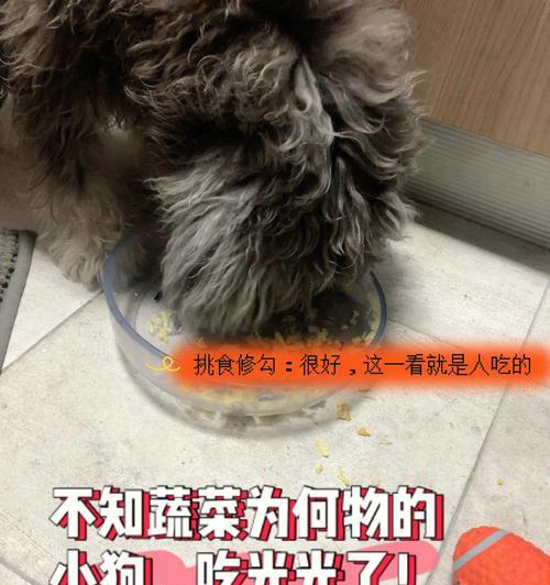 狗狗挑食，怎么办？（宠物饮食健康，培养好习惯）